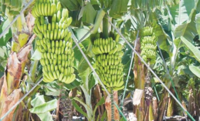 EU to build Sh100 million banana plant in Taita Taveta