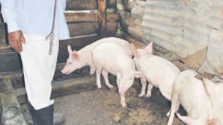 Ex-civil servant’s quality pigs endear him to World Bank
