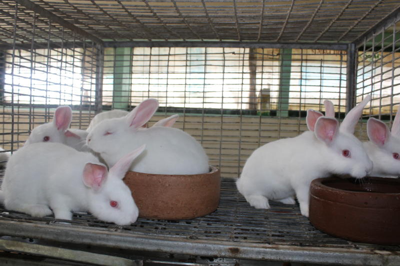 Commercial rabbit hotsell cages canada