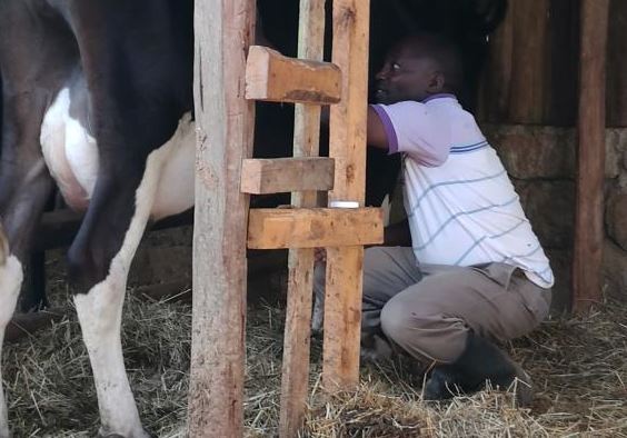 Ex-governor finds purpose in dairy