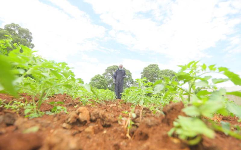 FAO launches a new tool for restoring sick soils 