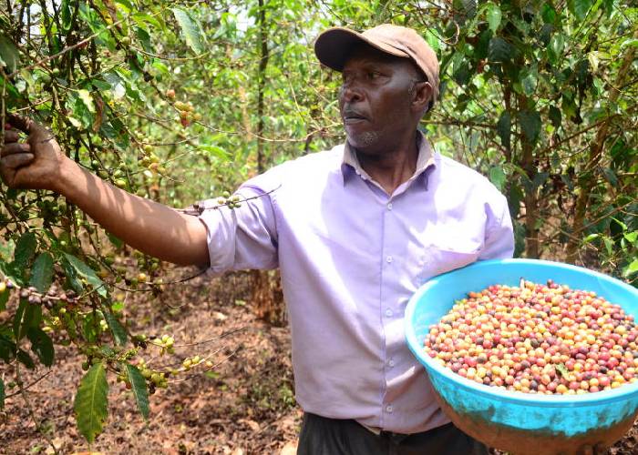 Farmers call for involvement of youth in coffee farming