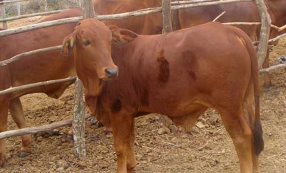 Farmers forced to sell cattle at low prices as drought bites