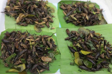 Farmers in Kenya develop taste for insects as drought hurts crops