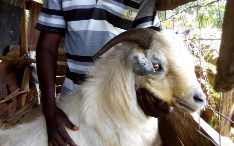 Farmers in Kwale receive 48 hardy galla goats