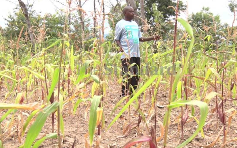 Farmers in Nyandarua worried rainfall delay will affect production