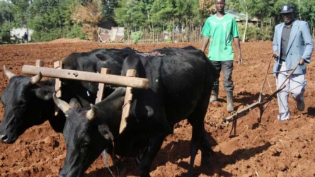 Farming gamble that fuels food scarcity