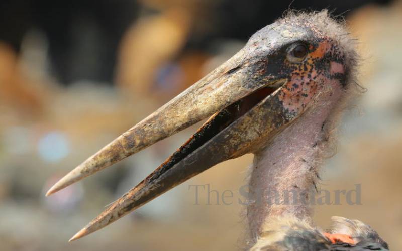 Marabou storks take over Nyambera dumping site, Kisii 
