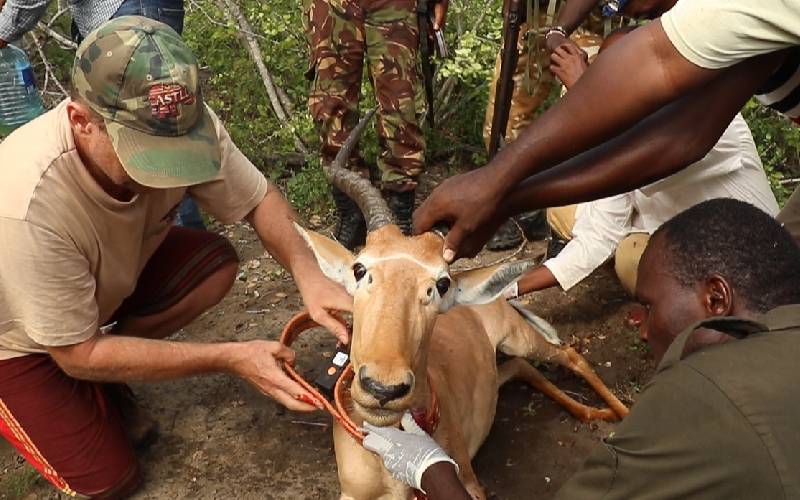 Five endangered hirola antelope collared at conservancy 