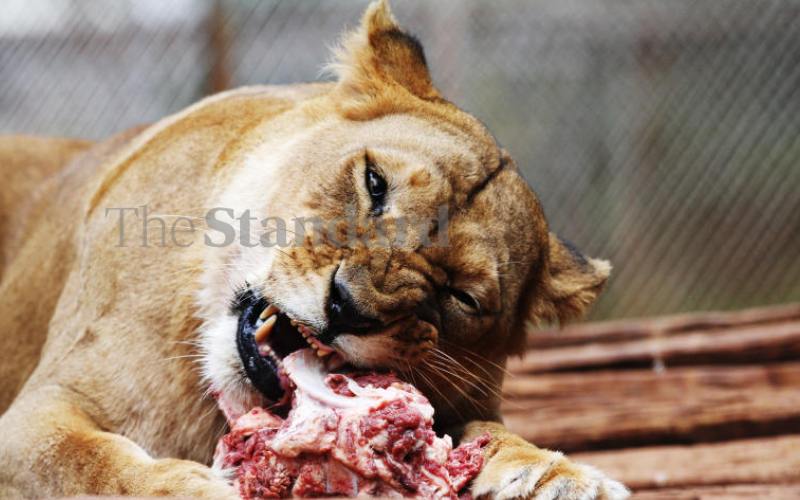 Lions generally eat a lot in one take, and...