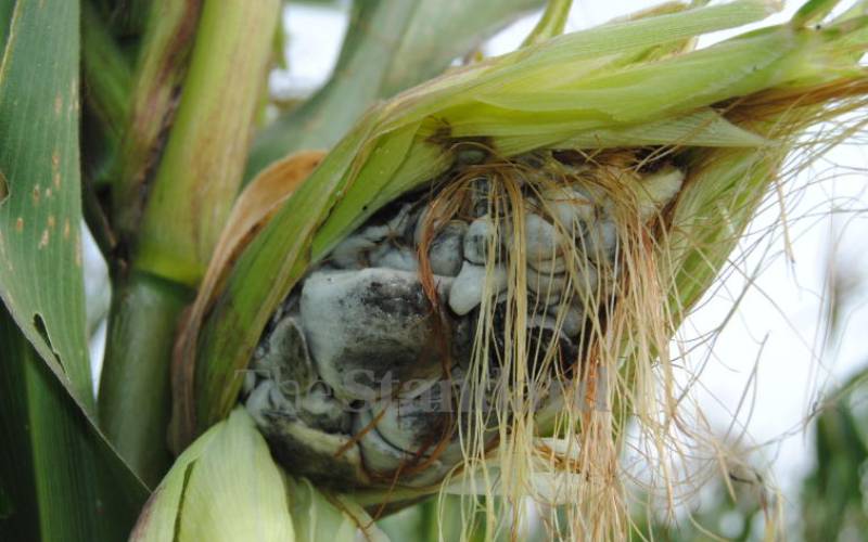 Fungal maize disease threatens maize yields in Uasin Gishu