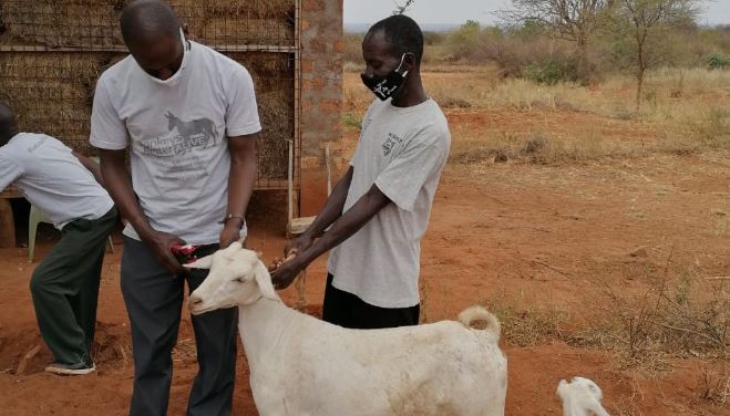 Tharaka farmers opt for Galla goats