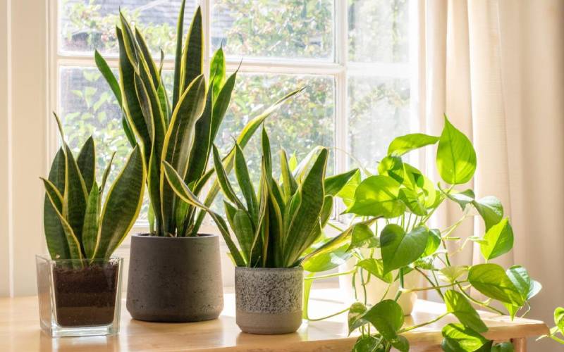 Growing indoor plants in your apartment