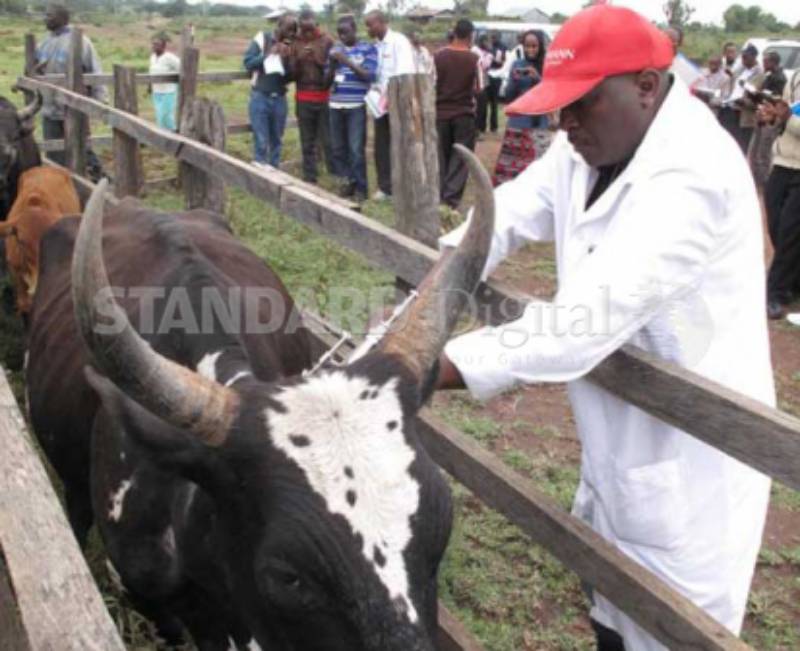 Common diseases affecting dairy cattle in Kenya - The Standard