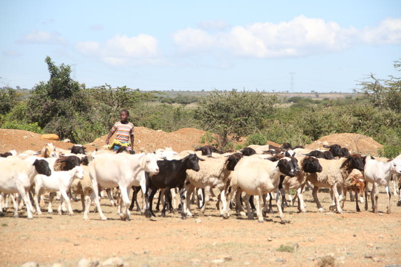 How climate risk insurance can step up livestock rearing