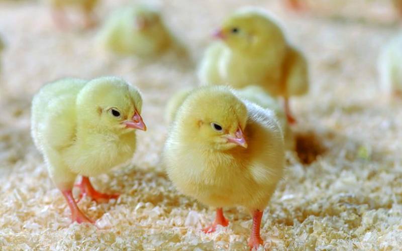 How to get it right in poultry brooding
