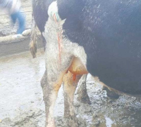 How to manage swellings with pus and blood in your livestock