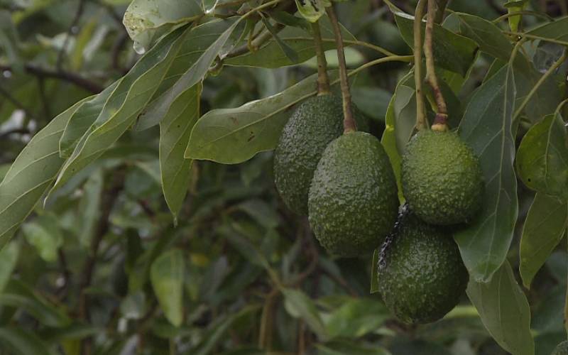 How to tap into lucrative avocado business 