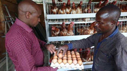 I make Sh50,000 a month selling eggs
