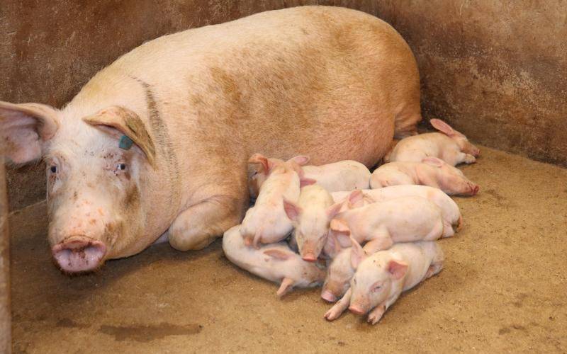 If you get it right pig breeding, you will reap fat profits