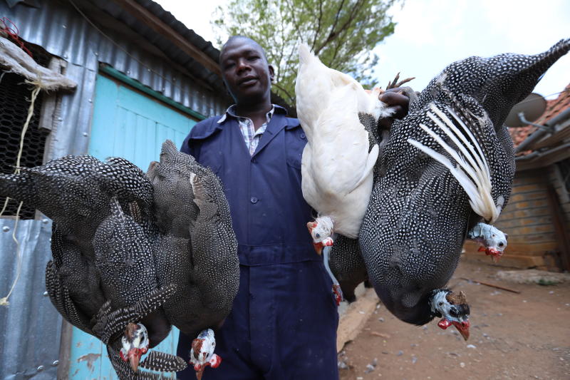 How to rear domestic guinea fowls - FarmKenya Initiative