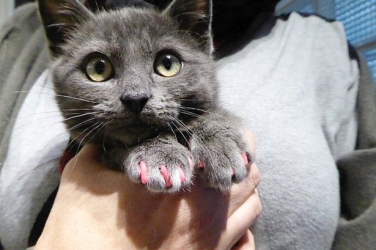 Cat given pink nails in 'cruel' manicure procedure to stop it scratching