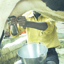 Modern ways to boost milk production, breeds