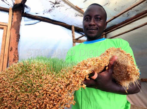 Tired of buying expensive animal feed? Try hydroponic fodder - The Standard