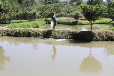 Farmer dives into fish project, nets big harvest