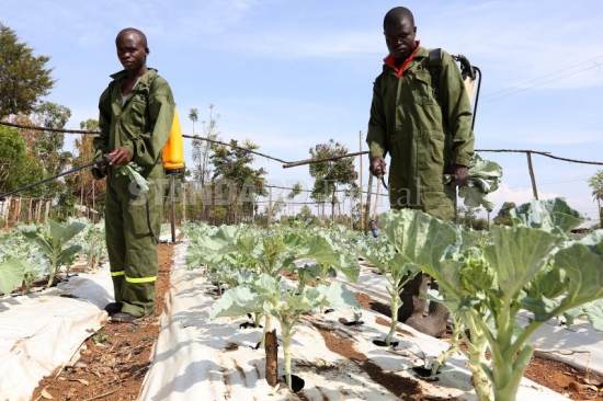 How farmer is beating the dry spell to thrive - The Standard