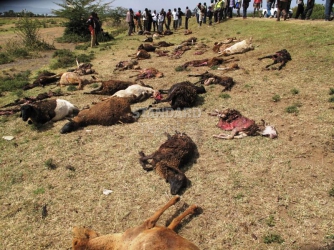 Speeding trailer kills 56 sheep in Naivasha