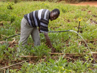 From tomato to sweet potato farming, the profitable switch of Embu farmer