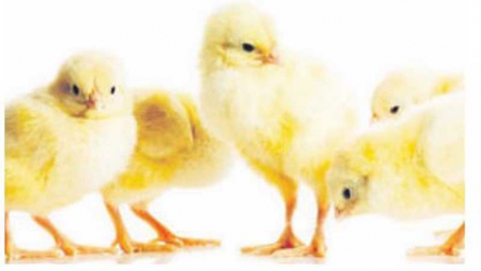 Inbreeding will give you deformed and sickly chicks