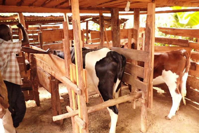 What Are The Main Features Of A Zero Grazing Unit FarmKenya Initiative