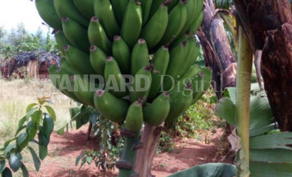 It’s time to try out profitable tissue-culture bananas