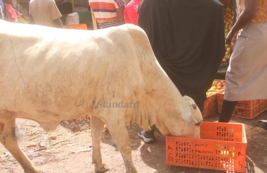 Cow rummaging at Isiolo Kasarani Market