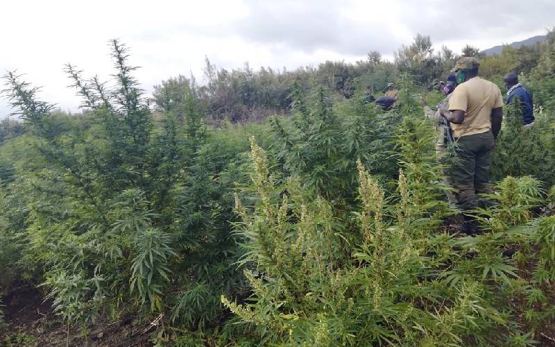 14 arrested weeding field of marijuana in Naivasha - The ...