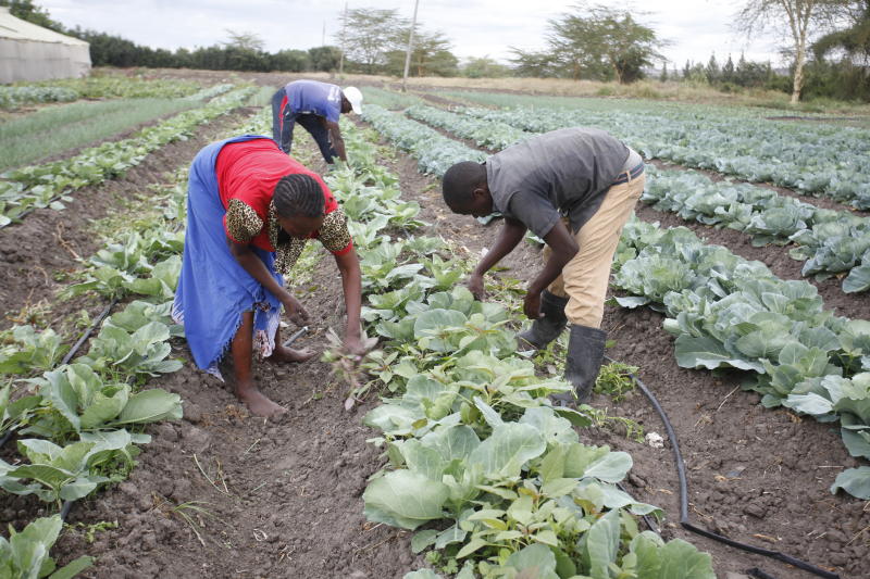 Harvest Flower Farm Athi River Kenya | Best Flower Site