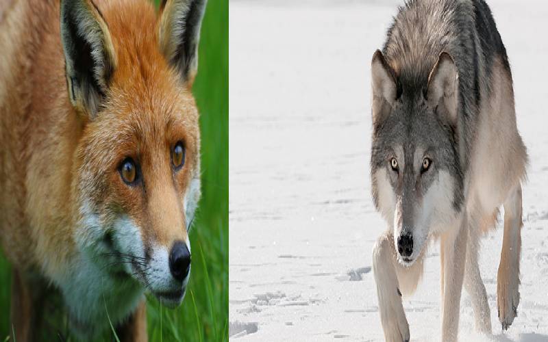 Kenyans are eager to be eaten by either a fox or wolf in 2022 