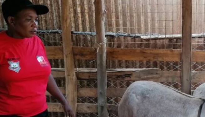 Residents underscore importance of donkey as a source of livelihoods