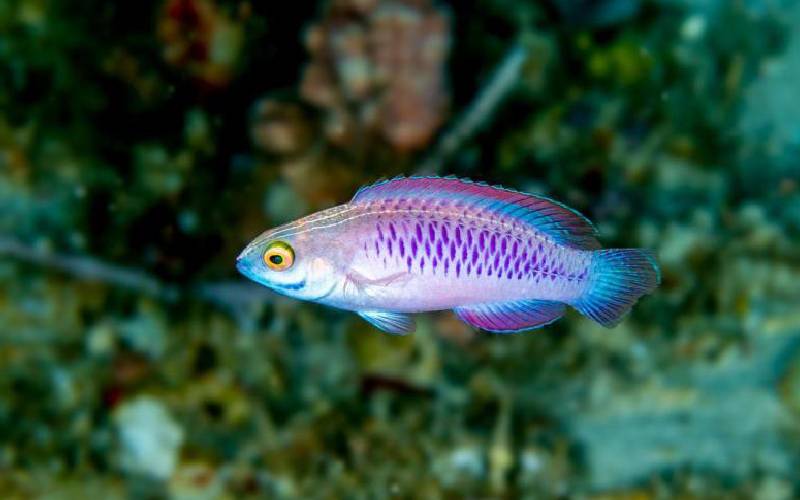 colorful coral reef dweller crossword