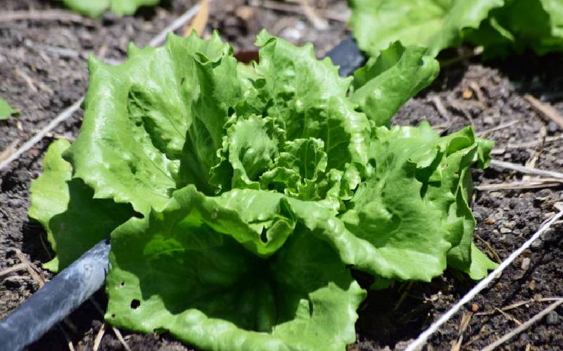 Lettuce: Healthy salad loved by urban dwellers