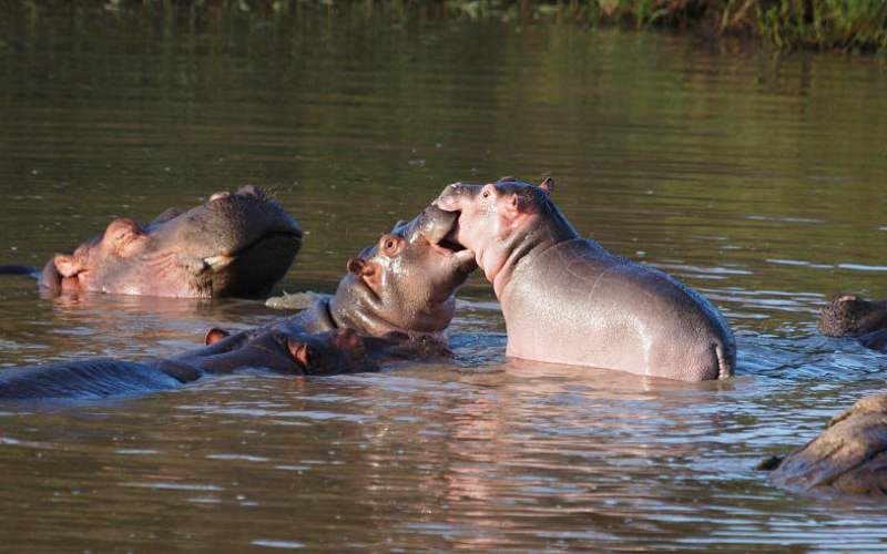 Hippo Attack Victim