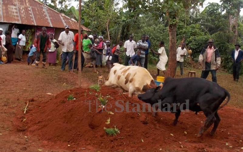Bulls tussling at a gravesite in Ikolomani. 