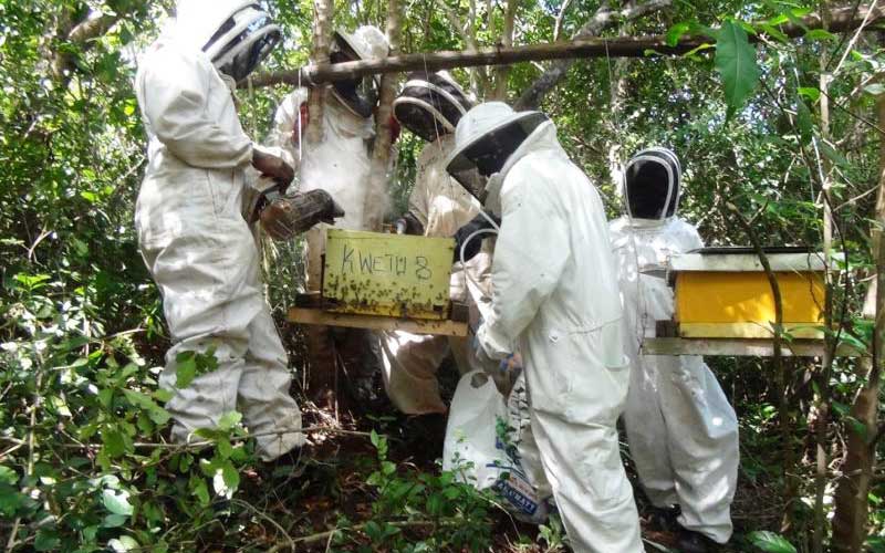 The Hive Kenya - Elevate your beekeeping with our premium