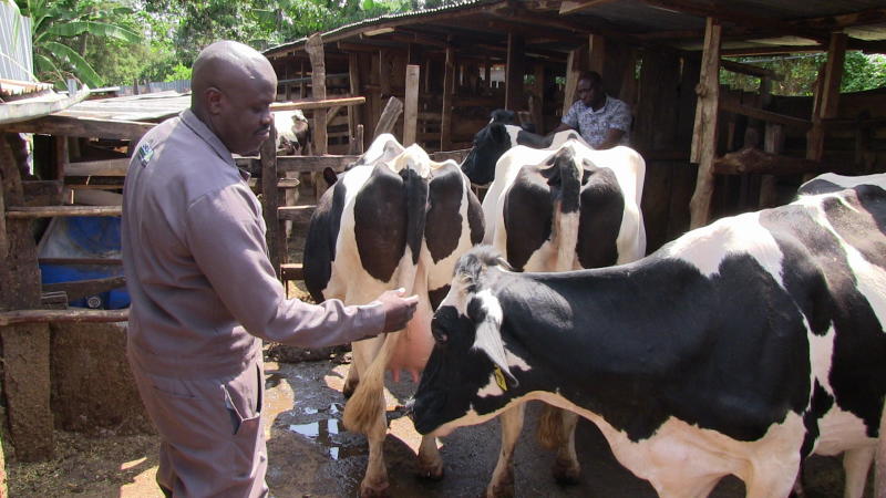 Gilbert Ngetich attends to some of his cows at Sweet Farm Diaries Roret. The farmer won a gold medal from the national farmers’ competition award scheme organized by Ministry of Agriculture Fisheries and Irrigation and Elgon Kenya.