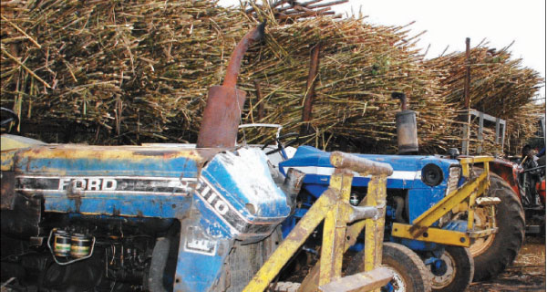 Tractors loaded with harvested sugarcane. The Parliamentary Committee on agriculture wants Butali factory closed. [PHOTO: FILE/STANDARD]