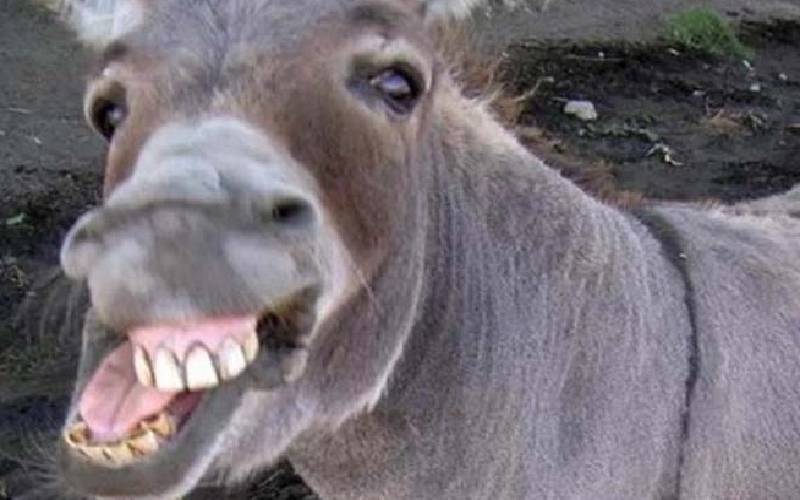 Man develops penile pain after unnatural act with donkey