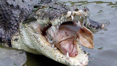 Man injured in crocodile attack