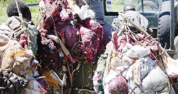 Alarm as  illegal bush meat trade hits all-time high